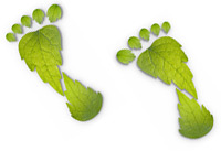 photo of leaves in the shape of a foot